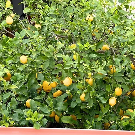 Konukevi Domo De Aurora - Comfort